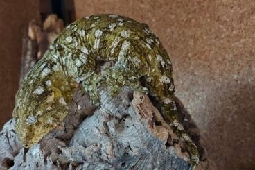 Geckos kaufen und verkaufen Photo: Rhacodactylus leachianus Pine island 