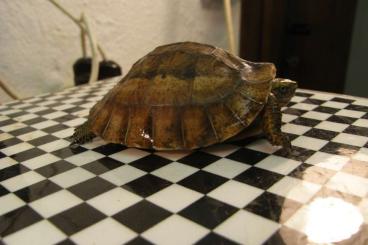 Schildkröten  kaufen und verkaufen Foto: abzugeben 0,02 Cuora bouretti  