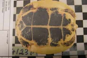 Schildkröten  kaufen und verkaufen Foto: abzugeben 0,01 C. picturata 