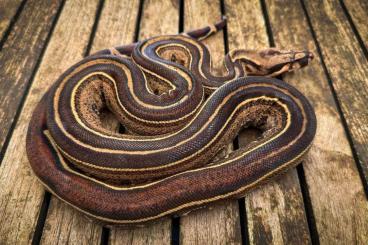 Boas kaufen und verkaufen Photo: 2 Jungle Het.Leopard Boas Boas kaufen und verkaufen Photo: 2 Jungle Het.Leopard Boas
