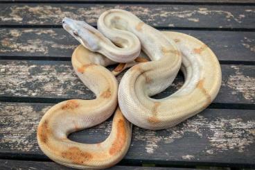Snakes kaufen und verkaufen Photo: Sabogae Pearl Island Boas ENZ 21