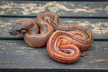 Boas kaufen und verkaufen Foto: Orangetail Hypo Jungle Blackpanther 