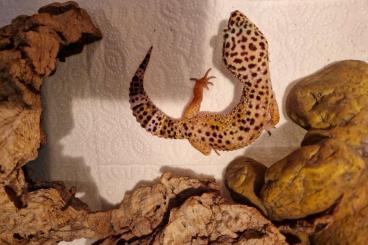 Geckos kaufen und verkaufen Photo: Verkaufe 2 wunderschöne Leopard Geckos