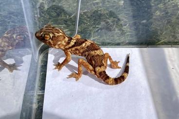 Geckos kaufen und verkaufen Foto: Chondrodactylus angulifer (A) Geckos kaufen und verkaufen Foto: Chondrodactylus angulifer (A)