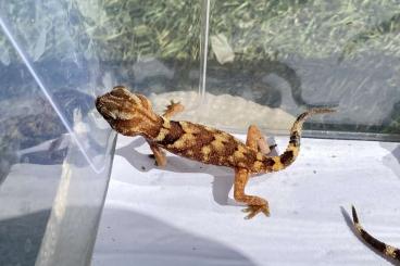 Geckos kaufen und verkaufen Foto: Chondrodactylus angulifer (B) Geckos kaufen und verkaufen Foto: Chondrodactylus angulifer (B)