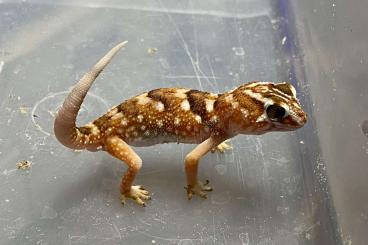 Geckos kaufen und verkaufen Photo: Chondrodactylus angulifer (C) Geckos kaufen und verkaufen Photo: Chondrodactylus angulifer (C)