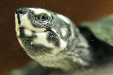 Schildkröten  kaufen und verkaufen Foto: Siebenrockiella crassicollis & S. carinatus