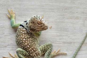 other lizards kaufen und verkaufen Photo: Crotaphytus collaris Texas localization