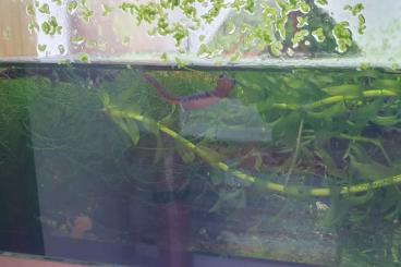 newts and salamanders kaufen und verkaufen Photo: Neurergus crocatus, Ichthyosaura alpestris 