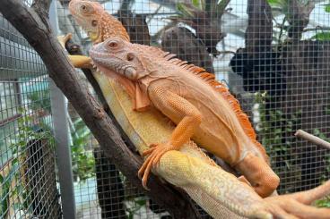 Lizards kaufen und verkaufen Photo: Houten show                
