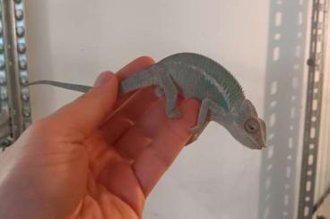 Lizards kaufen und verkaufen Photo: Houten show                