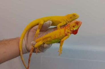 Echsen kaufen und verkaufen Foto: Iguana iguana Echsen kaufen und verkaufen Foto: Iguana iguana