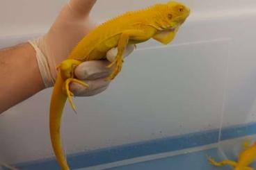 Agamen kaufen und verkaufen Foto: Iguana iguana Agamen kaufen und verkaufen Foto: Iguana iguana