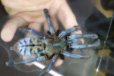 Vogelspinnen kaufen und verkaufen Foto: Weinstadt/ Verona ….. www.Exotic-Spiders.com