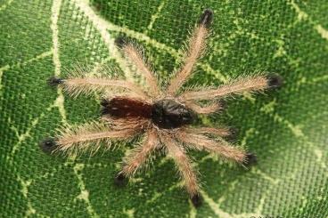 Vogelspinnen kaufen und verkaufen Foto: www.Exotic-Spiders.com ……………