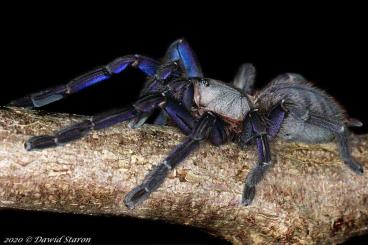 Vogelspinnen kaufen und verkaufen Foto: www.Exotic-Spiders.com Houten/Hamm/Shipping 