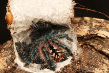 Vogelspinnen kaufen und verkaufen Foto: .............. www.Exotic-Spiders.com ..............