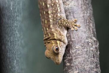 Geckos kaufen und verkaufen Photo: I am looking for these Phelsuma sp Geckos kaufen und verkaufen Photo: I am looking for these Phelsuma sp