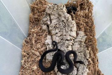 Giftschlangen kaufen und verkaufen Foto: 2.1 Vipera berus, schwarz Giftschlangen kaufen und verkaufen Foto: 2.1 Vipera berus, schwarz