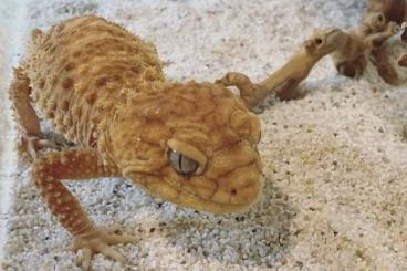 Geckos kaufen und verkaufen Foto: 1.1 Pair of Nephrurus Amyae