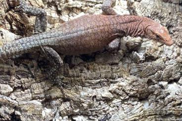 Monitor lizards kaufen und verkaufen Photo: 1.0 Varanus Pilbarensis                      