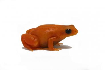 Frösche  kaufen und verkaufen Foto: Golden mantella (Mantella aurantiaca)