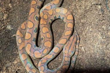 Schlangen kaufen und verkaufen Foto: epicrates cenchria offspring 2022-23 for sale