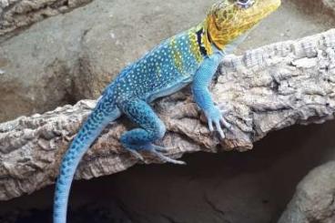 Echsen kaufen und verkaufen Foto: Suche 1,0 Crotaphytus collaris blue Echsen kaufen und verkaufen Foto: Suche 1,0 Crotaphytus collaris blue