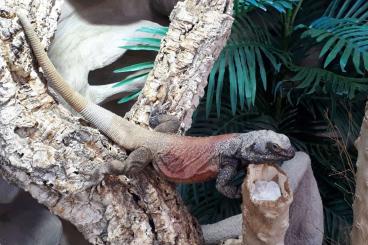 Lizards kaufen und verkaufen Photo: Suche 1,0 Sauromalus ater Red Back Lizards kaufen und verkaufen Photo: Suche 1,0 Sauromalus ater Red Back