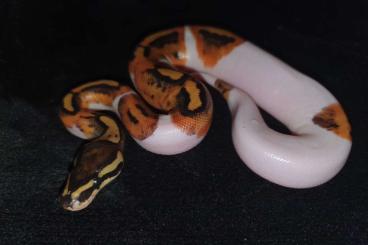 Snakes kaufen und verkaufen Photo: Hobbyaufgabe Königspythons 