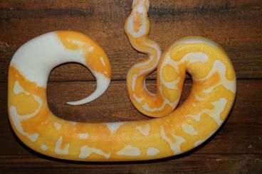 Snakes kaufen und verkaufen Photo: Hamm Königspythons Adult und NZ