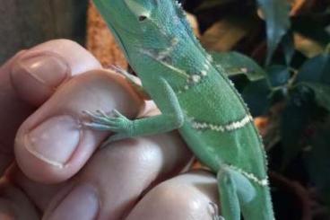 Echsen  kaufen und verkaufen Foto: Offer for Hamm in March: Anolis, Uranoscodon,... 