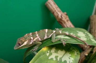 other lizards kaufen und verkaufen Photo: Anolis, geckos, pythons, corallus, colubrids