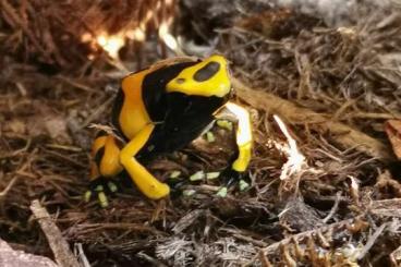 Poison dart frogs kaufen und verkaufen Photo:  Dentrobates Azureus / Leucomelas