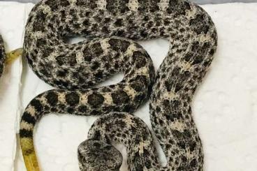 Giftschlangen kaufen und verkaufen Foto: Crotalus aquilus NZ 2022, Querétaro, Mexico