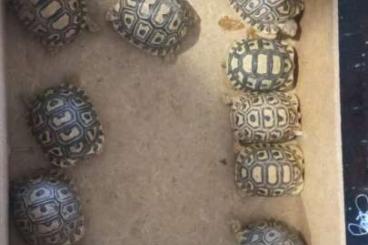 Sumpfschildkröten kaufen und verkaufen Foto: 30 Pardalis babys born in december 2022