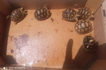 Turtles kaufen und verkaufen Photo: Seven Pardalis babys born in february