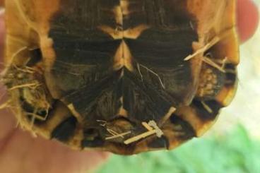 Schildkröten  kaufen und verkaufen Foto:  Chersina angulata              