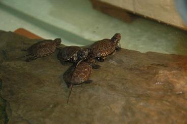 Turtles and Tortoises kaufen und verkaufen Photo: Emys orbicularis                                          