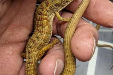 Lizards kaufen und verkaufen Photo: Search: Females- Elgaria m. webbii