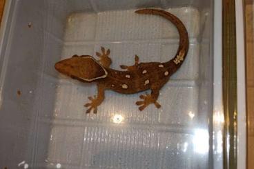 Geckos kaufen und verkaufen Foto: correlophus sarasinorum white collar