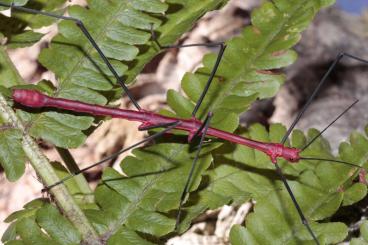 Insects kaufen und verkaufen Photo: Oreophoetes peruana, Neohirasea nana, Onchestus rentzi