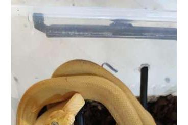 Snakes kaufen und verkaufen Photo: Für Hamm,bzw recklinghausen