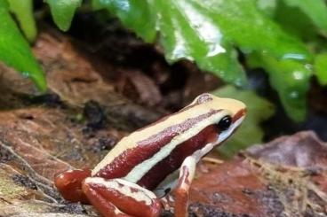 Poison dart frogs kaufen und verkaufen Photo: Dendrobates Epipedobates Phyllobates Adelphobates 