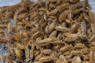 Feeder animals kaufen und verkaufen Photo: Porcellionides pruinosus orange kubanische Asseln