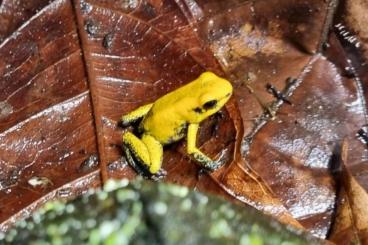 Pfeilgiftfrösche kaufen und verkaufen Foto: Phyllobates terribilis gelb / yellow