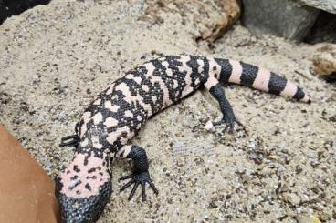 Lizards kaufen und verkaufen Photo: Heloderma suspectum Gila Monster 