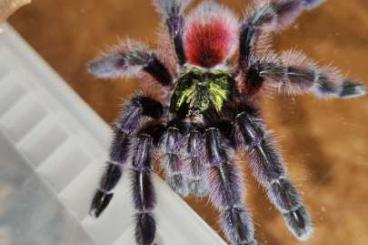 Spinnen und Skorpione kaufen und verkaufen Foto: Hamm Juni auf VS und Skorpione