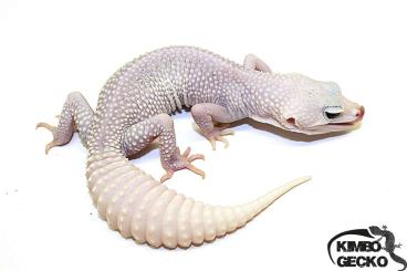 Geckos kaufen und verkaufen Photo: ♀ Universe het. Raptor 50% het. Diablo Blanco Geckos kaufen und verkaufen Photo: ♀ Universe het. Raptor 50% het. Diablo Blanco