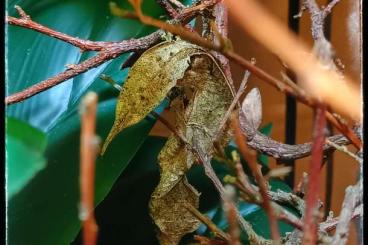 Geckos kaufen und verkaufen Photo: 1.0 Uroplatus Phantasticus Nz22